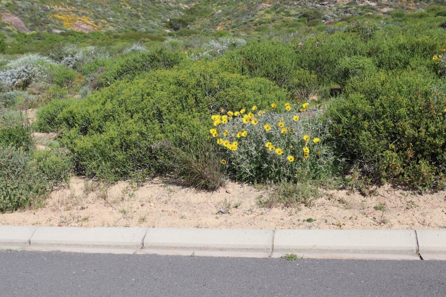 0 Bedroom Property for Sale in Steenbergs Cove Western Cape